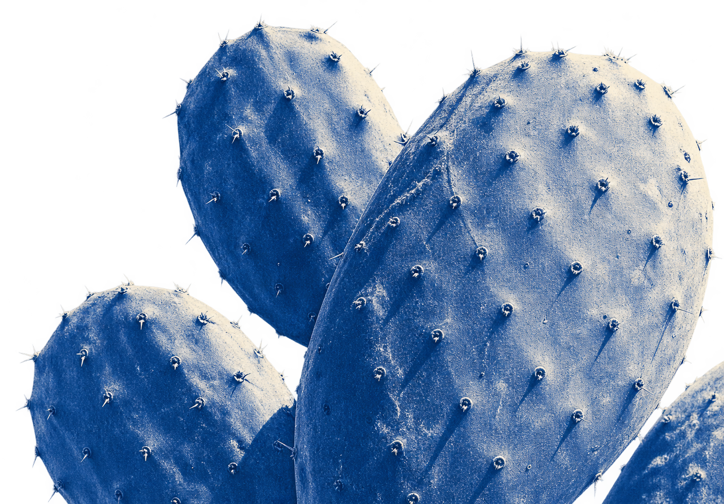 Monumental close-up of mature prickly pear pads rendered as a tactile blue-and-bone cyanotype.